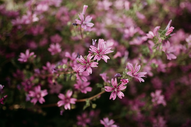 Close shot of light pink flowers with a blurred natural