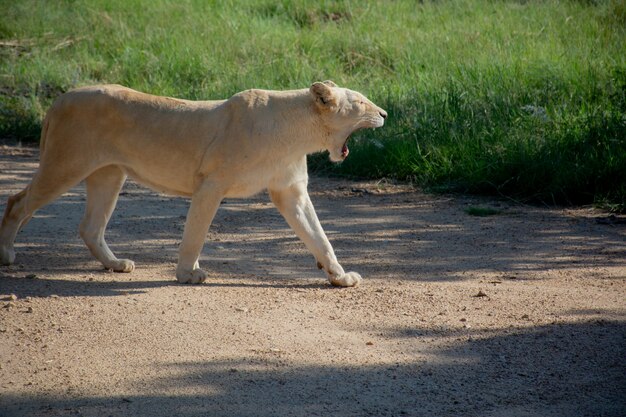 Close shot of a lion walking and screaming near a grassy field on a sunny day