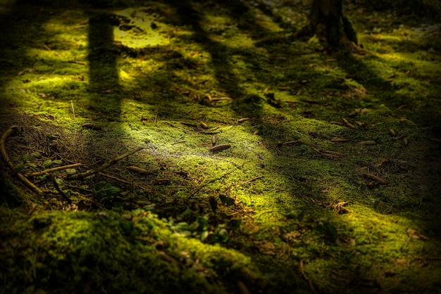 Close shot of a mossy ground with pine cones at daytime
