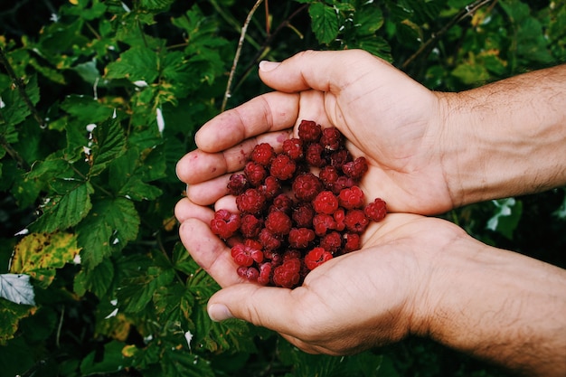 Close shot of a person holding loganberries