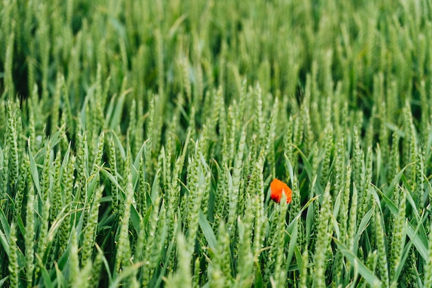 Close shot of a red flower in a sweetgrass field