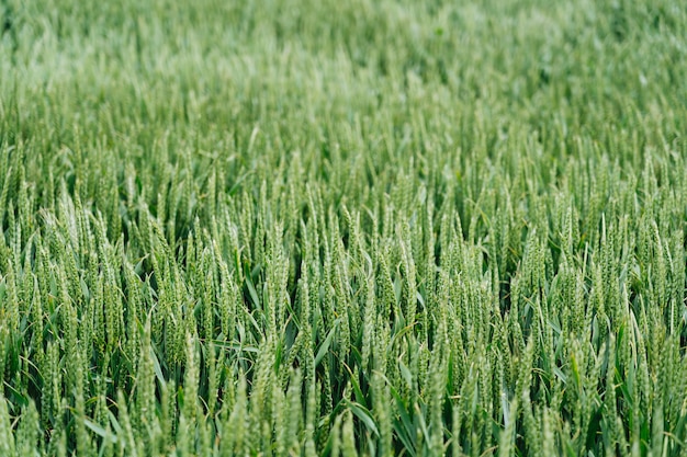 Close shot of a sweetgrass field with a blurred