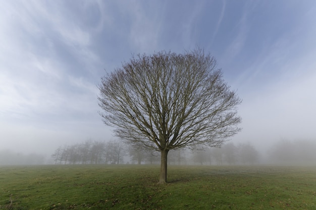 Close shot of a tree with no leaves on a grassy field in a fog