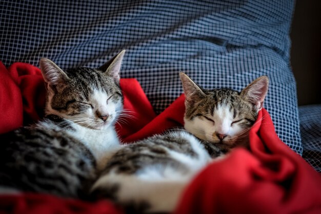빨간 담요에서 자 두 귀여운 고양이의 총을 닫습니다