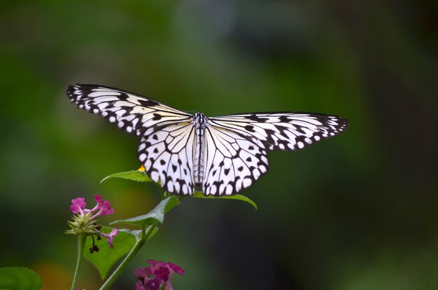 Close shot of a white butterfly sitting on a plant with a blurred