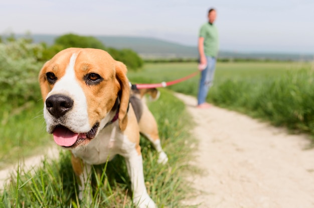 Close-up adorable beagle enjoying walk in the park