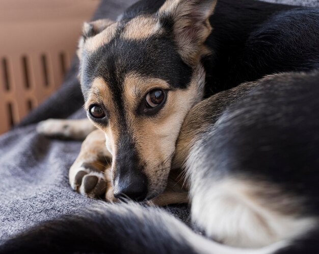 毛布の上に横たわっている愛らしい犬のクローズアップ