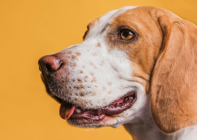 美しい目でクローズアップの愛らしい犬