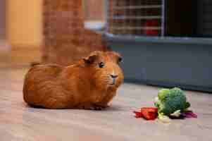 Free photo close up on adorable guinea pig eating