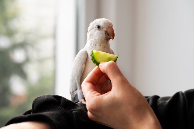 Close up on adorable parrot eating