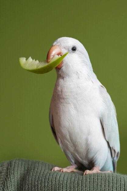 Close up on adorable parrot eating