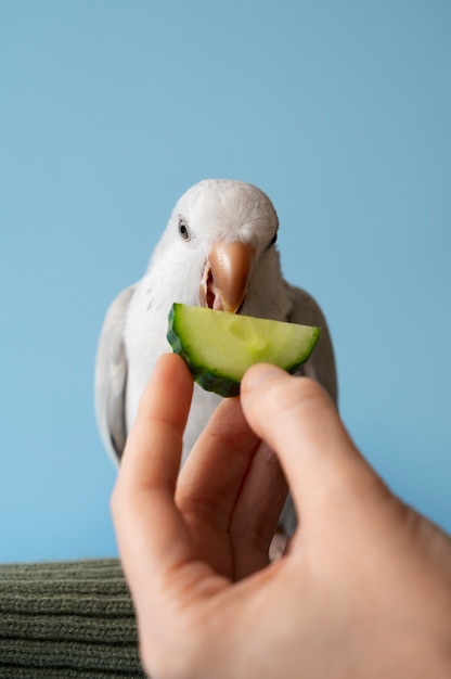 Close up on adorable parrot eating