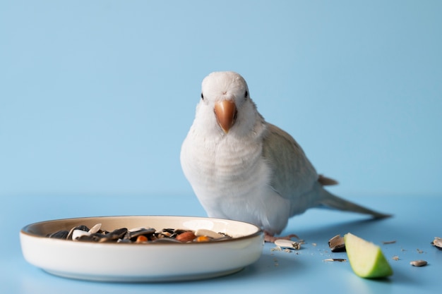 Free photo close up on adorable parrot eating