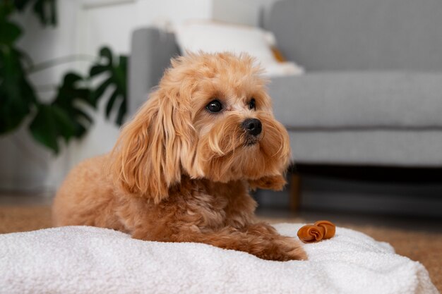 Close up on adorable pet eating