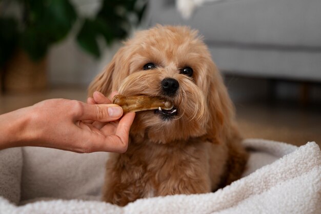 Close up on adorable pet eating