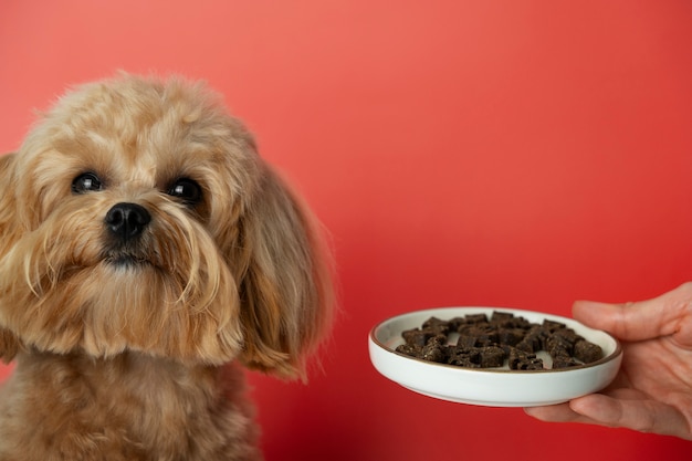 Close up on adorable pet eating