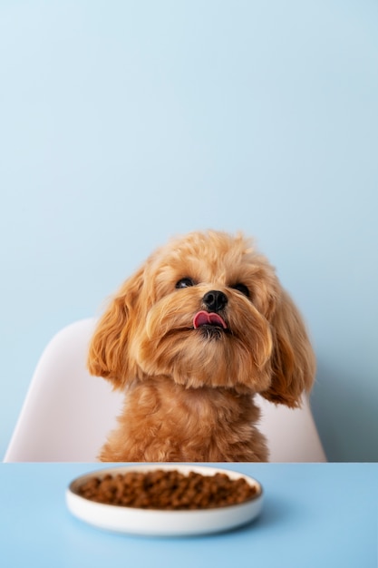 Foto gratuita close up su adorabile animale domestico mangiare