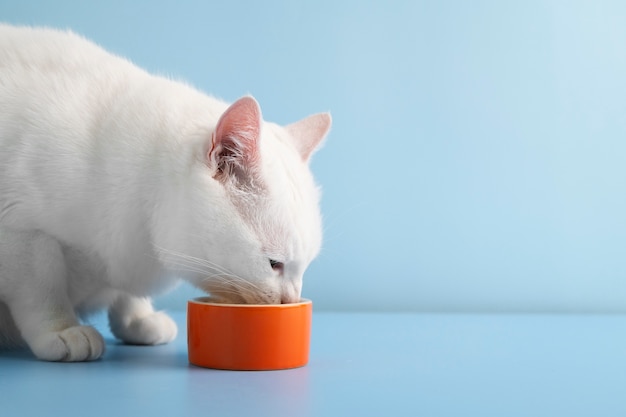 Foto gratuita close up su adorabile animale domestico mangiare