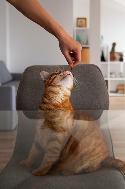 Foto gratuita close up su adorabile animale domestico mangiare