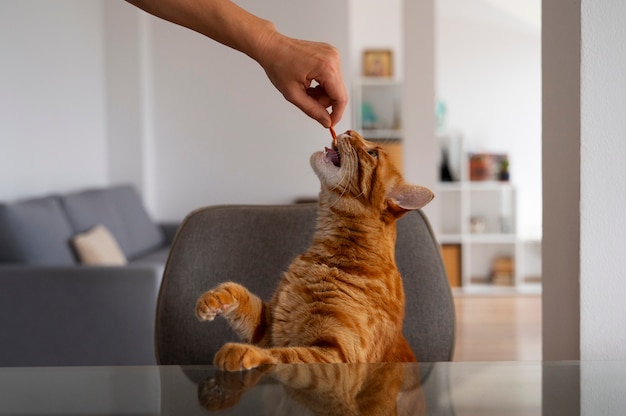 Foto gratuita close up su adorabile animale domestico mangiare