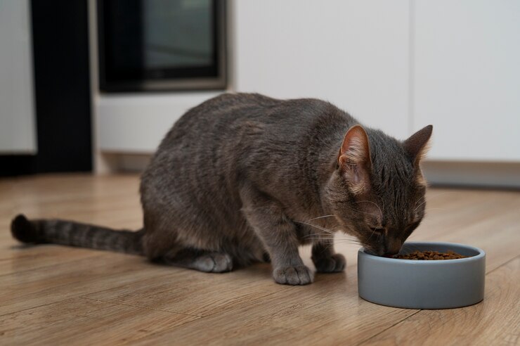 Free Photo close up on adorable pet eating