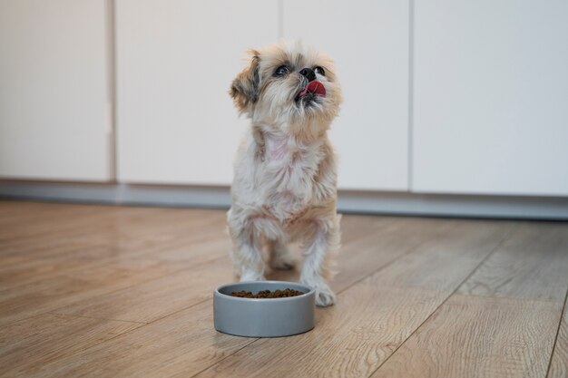 可愛いペットを食べるクローズアップ