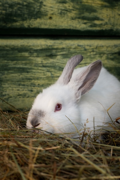 Free photo close-up adorable white easter bunny