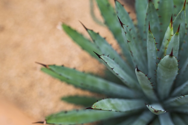 Close-up of agave (asparagaceae) cactus foliage in tropical garden