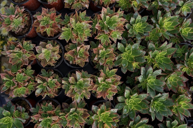 Close up of agave succulent plants, easy care indoor house plant.