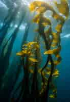 Free photo close up on algae in nature