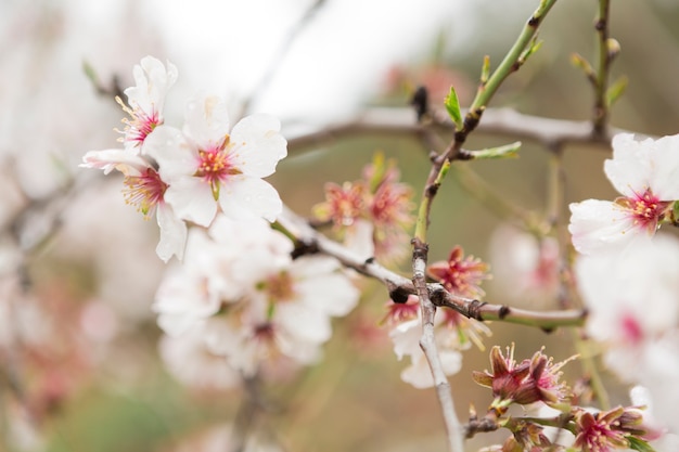 Close-up of almond twigs with blossoms