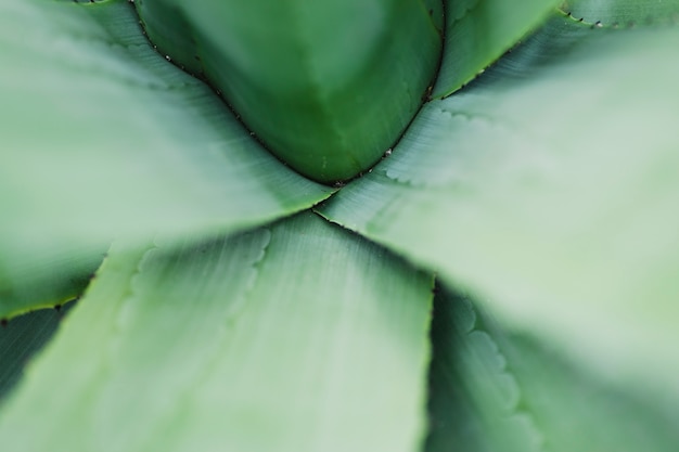 Free photo close-up aloe leaves