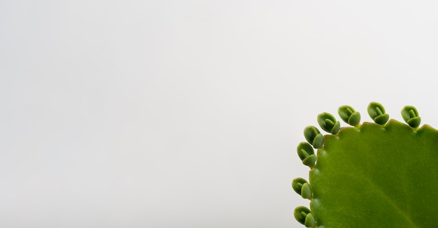 close-up aloe vera leaf with copy space