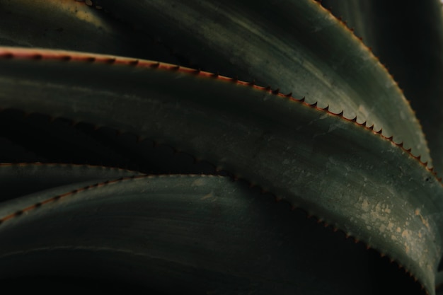 Close-up of a aloe vera plant