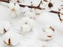 Free photo close-up arrangement with cotton flowers