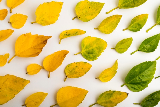 Close-up assortment of autumn leafs concept