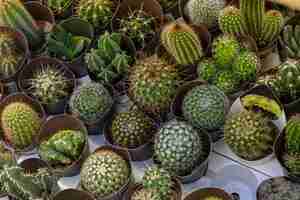 Free photo close-up assortment of cactuses plants