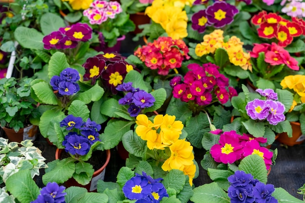 Close-up assortment of colorful flowers
