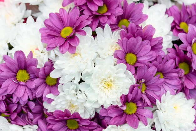 Close-up assortment of colorful flowers