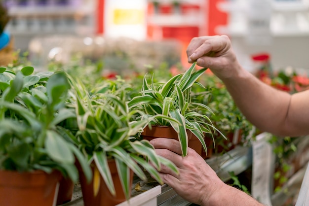 Close-up assortment of elegant house plants