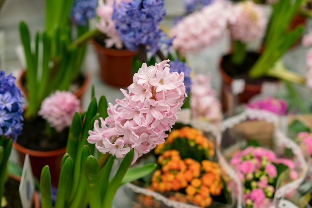 Close-up assortment of elegant house plants