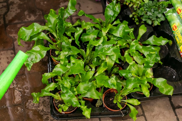 Close-up assortment of house plants