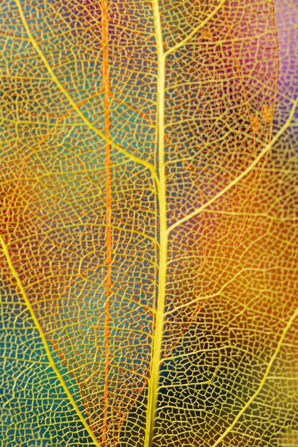 Close-up autumn leaf with yellow veins