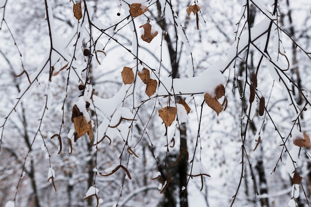 Close-up of autumn leafs covered with snow