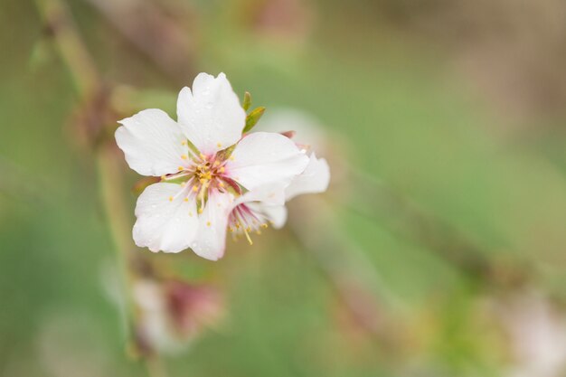 Крупный план удивительного цветка миндаля