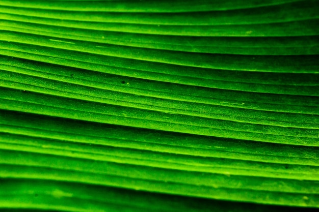 Free photo close up banana leaf