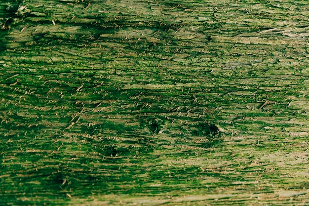 Free Photo close-up of bark covered with green moss