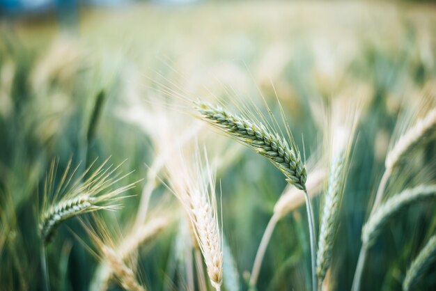 close up barley grain before harvesting