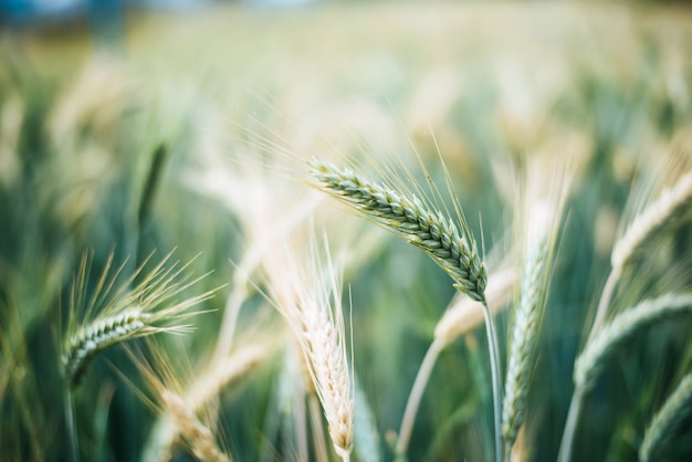 収穫前に大麦の穀物を閉じる