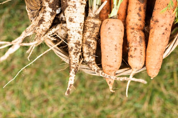 Close-up basket with delicious garden carrots